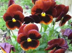 20 Σποροι Πανσες Ειδους CanCan Μιξη