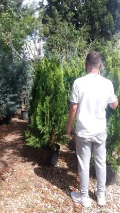 Φυτά ( τουγια πυραμίδα )