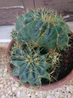 Κάκτος 18 ετών, με οικογένεια -Είδη Οικιακής Χρήσης 22d1ff3afe6cee2e99f768fa0b577097c7457cc8 xl