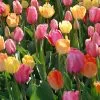 25 Σποροι Φυτο Τουλιπα Μιξη Χρωματων -Είδη Οικιακής Χρήσης 24a029bfb0a4ac45c26b6a474bc07f95d290b21c xl