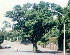 10 Σποροι Φυτο - Μυρικη Η Ερυθρα -Είδη Οικιακής Χρήσης 2656329793761c809e2bf0833220c7d1a7f0c0f9 xl