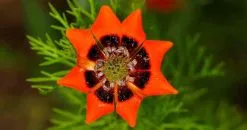 10 Σποροι Φυτο Adonis Aestivalis