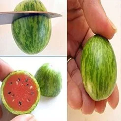 20 Σποροι Μεξικανικο Μινι καρπουζι -Είδη Οικιακής Χρήσης 405d49d1166966a593c2d39556452b481851a4e7 xl