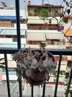 πανεμορφο παχυφυτο