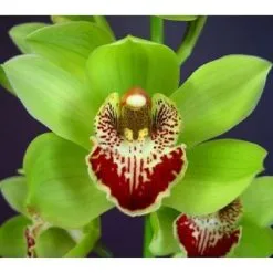 10 Σποροι Πολυχρωμη Ορχιδεα Κυμβιδιο