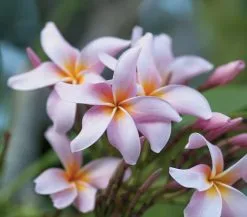 25 Σποροι Πλουμεριας - Μιξη Χρωματων -Είδη Οικιακής Χρήσης 49809e74b514ce331ff7121dcdbbdc04acabe6c0 xl