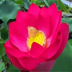 5 Σποροι Μιξη Royal Pink Νουφαρο -Είδη Οικιακής Χρήσης 4ad1a25a75f3a6e7f4c019690eab990f31a0939b xl