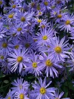 20 Σποροι Φυτο Aster Amellus Rudolf Goethe