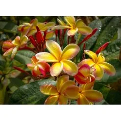 25 Σποροι Πλουμεριας - Μιξη Χρωματων -Είδη Οικιακής Χρήσης 534701abd188924614b15c148c00c73cd3399c87 xl