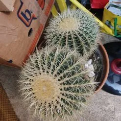 Εχινόκακτος ζευγαρι (23-χρόνων) Διάμετρος 50σμ.Δυν.Μεταφορας 5 Εχινόκακτος ζευγαρι (23-χρόνων) Διάμετρος 50σμ.Δυν.Μεταφορας -Είδη Οικιακής Χρήσης 62f87c9ddd696755aafc036bebfd8bd8da47e558 xl