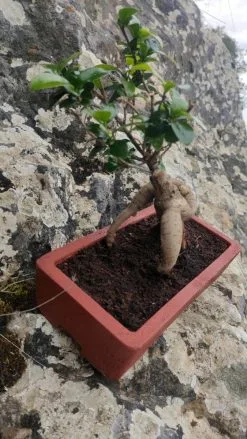 Bonsai -Είδη Οικιακής Χρήσης 65cb6efefe5b3f755b43e8abc5ba3d28399eb20a xl