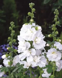 20 Σποροι Φυτο Τριανταφυλλο Hollyhock White