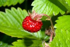 20 Σποροι Γλυκο Χακοκερασο - Αγριοφραουλα Fragaria Vesca Baron