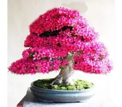 30 Σποροι Ιαπωνικη Αζαλεα Bonsai