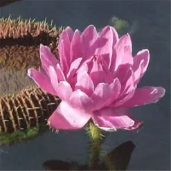 5 Σποροι Μιξη Royal Pink Νουφαρο -Είδη Οικιακής Χρήσης 7284b1b56868ba38aa7ad0e04466b26b3c38dc20 xl