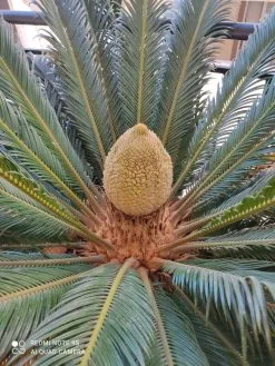 Φυτό Τσικας -Είδη Οικιακής Χρήσης 734adfed6af9ab055599ed8458694fcd965b606f xl