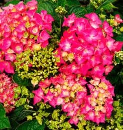 10 Σποροι Ορτανσια Υδραγγεία Μιξη Χρωματων -Είδη Οικιακής Χρήσης 77e44d721faa0f0e99888a8dfc0c5e165ba48ecb xl