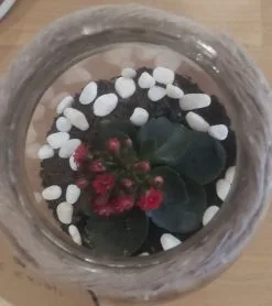 Terrarium Kalanchoe