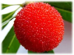 10 Σποροι Φυτο - Μυρικη Η Ερυθρα -Είδη Οικιακής Χρήσης 83fc268edb6d74f78dd21c4a31b45955dd016fac xl