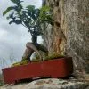 Bonsai