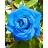 50 Σποροι Μπλε Τριανταφυλλο