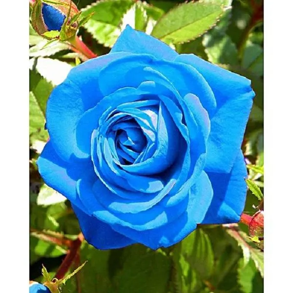 50 Σποροι Μπλε Τριανταφυλλο 3 50 Σποροι Μπλε Τριανταφυλλο