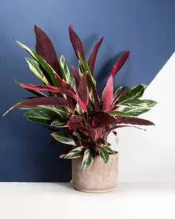 30 Σποροι - Red Coral Bells - Στρομανθια - Αγριοκρανια