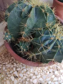 Κάκτος 18 ετών, με οικογένεια -Είδη Οικιακής Χρήσης 9866aefd15c525b37f432cbe158e676e857a5fd6 xl