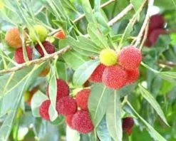 10 Σποροι Φυτο - Μυρικη Η Ερυθρα -Είδη Οικιακής Χρήσης 991631bba4966e1d532910b6d93d162cc520e8e4 xl