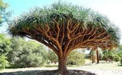 5 Σποροι Dragon Tree