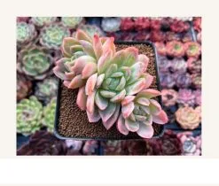 20 Σποροι Ιαπωνικου Κακτου Ουρανιο Τοξο - Rainbow Succulent