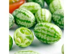 20 Σποροι Μεξικανικο Μινι καρπουζι