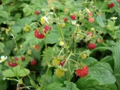 30 Σποροι Φυτο Αγριοκερασο -Είδη Οικιακής Χρήσης b6dfa423d62590bc2dfe5306b3bbf595f46d375b xl