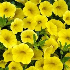 25 Σποροι Κιτρινη Πετουνια