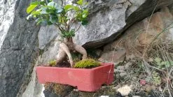 Bonsai -Είδη Οικιακής Χρήσης bf4fb0fc674ff9ca9fc40586e74aea157830921c xl