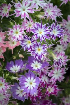 10 Σποροι Φυτο Φλοξακι Twinkle Star Μιξη