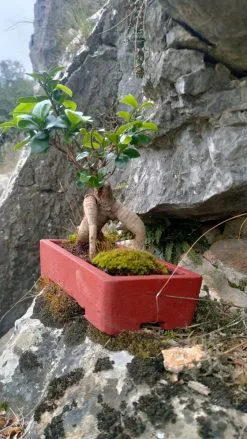 Bonsai -Είδη Οικιακής Χρήσης c5778d072bd2bb952226685b2dca42c5ac981efc xl