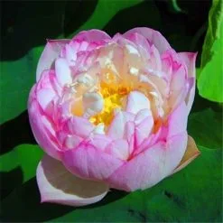 5 Σποροι Μιξη Royal Pink Νουφαρο -Είδη Οικιακής Χρήσης c64f950c370bbf1ddecbc241af58cab185f78b52 xl