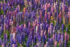 10 Σποροι Φυτο Πολυφυλλο Λουπινο