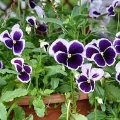 20 Σποροι Φυτο Πανσες - Viola Pansy -Είδη Οικιακής Χρήσης caa441db564f83e406f4c2d331f4d4118ad3174a xl