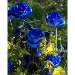 50 Σποροι Μπλε Τριανταφυλλο 9 50 Σποροι Μπλε Τριανταφυλλο -Είδη Οικιακής Χρήσης d19e5f3baa040885699b91b5f3785cd93fab3389 xl