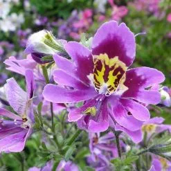 20 Σποροι Σχιζανθος Angel Wings Mix