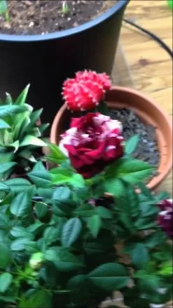 50 Σποροι Τριανταφυλλο Black Dragon 14 50 Σποροι Τριανταφυλλο Black Dragon -Είδη Οικιακής Χρήσης d3a5c9f56b9096bdaad3f748ad0342205a87e943 xl