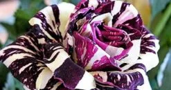 50 Σποροι Τριανταφυλλο Black Dragon 12 50 Σποροι Τριανταφυλλο Black Dragon -Είδη Οικιακής Χρήσης dc696348403fa099b5b87d2a75d7e2cfb654061d xl