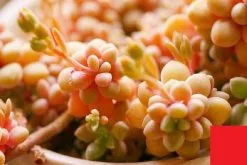 25 Σποροι Φυτου Κακτακι Ji Qiu Li