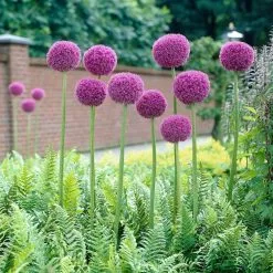 20 Σποροι Γιγαντιου Κρεμυδιου - Allium Giganteum