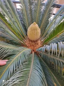 Φυτό Τσικας -Είδη Οικιακής Χρήσης e93e2eac84152ff1490ddef8fae69e35faeea672 xl