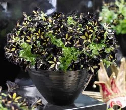 25 Σποροι Μαυροκιτρινη Πετουνια