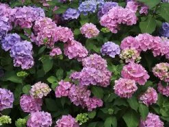 10 Σποροι Ορτανσια Υδραγγεία Μιξη Χρωματων