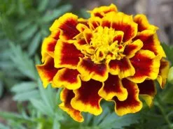 20 Σποροι Φυτο Ταγέτης ο όρθιος (Tagetes Erecta)